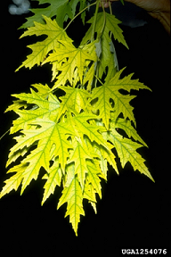 Iron chlorosis on maple leaves