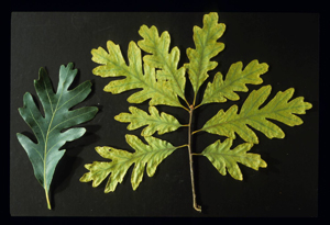 Iron Chlorosis on oak leaves