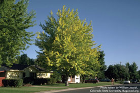 Maple Chlorosis from a distance