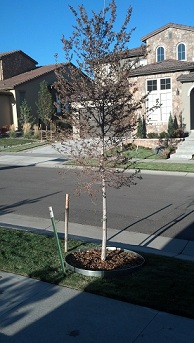Tree Planted in Lakewood, Colorado